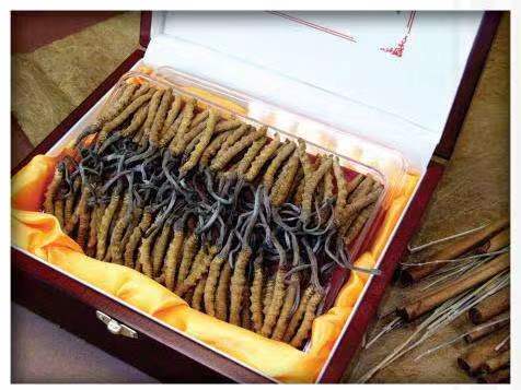 同仁冬虫夏草回收